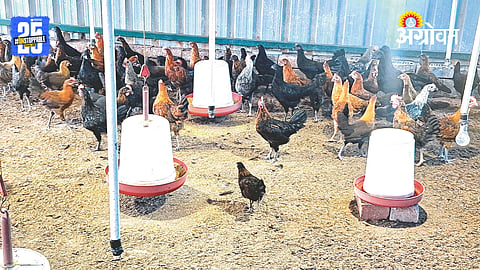 Poultry Farming