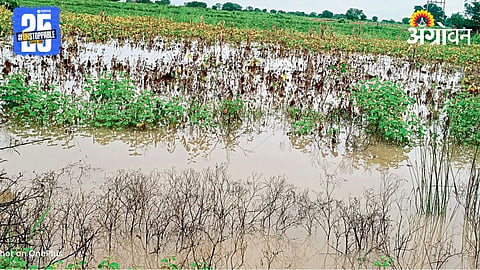 Crop Damage