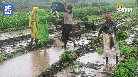 Rain Crop Damage
