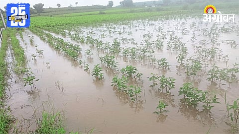 Crop Damage