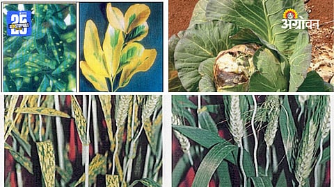Plant Nutrition
