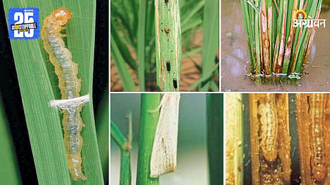Indian Agriculture
