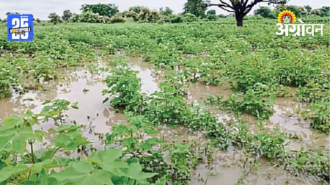 Crop Damage