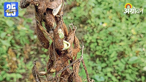 Crop Damage