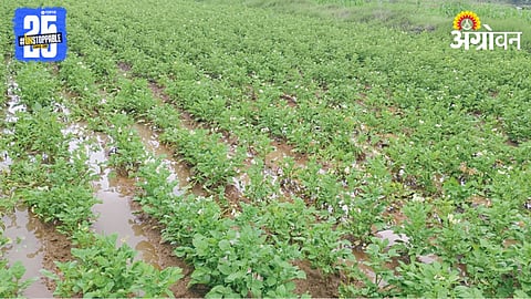 Crop Damage