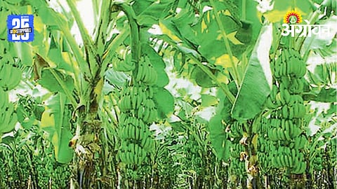 Banana Farming