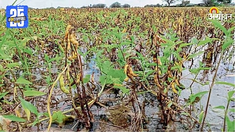 Soybean Damage