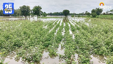 Rain Crop Damage