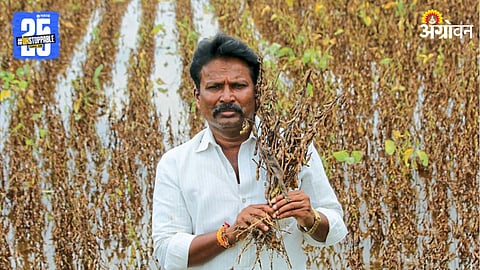 Soybean Crop Loss