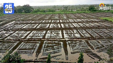 Jowar Farming
