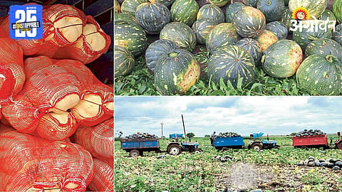 Pumpkin Farming 