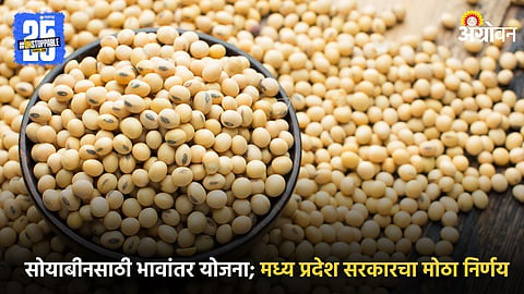 Soybean