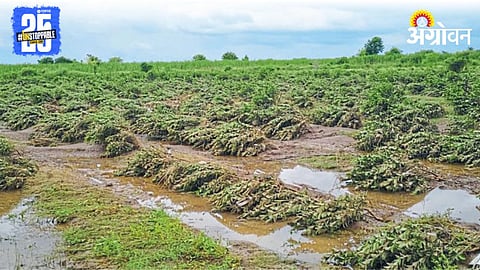 Crop Damage
