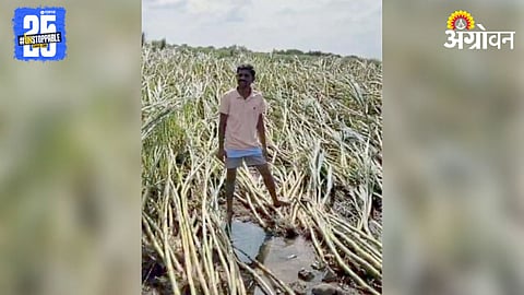 Rain Crop Damage