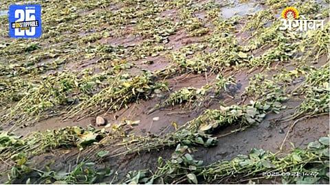Crop Damage 