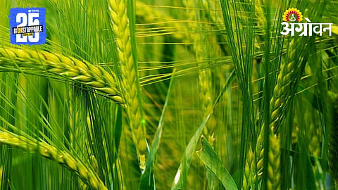 Wheat Varieties
