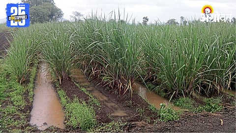 Sugarcane Management 