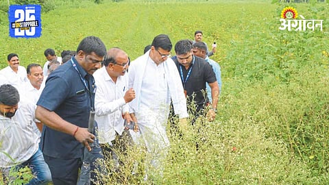 Rain Crop Damage