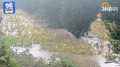 Crop Damage