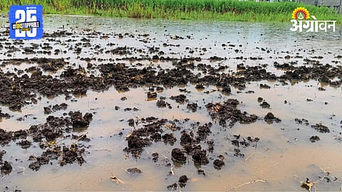 Crop Damage