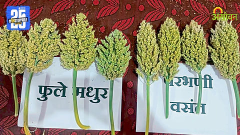 Jowar