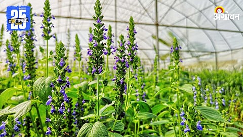 Chia Seed Farming