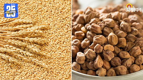 Wheat and Chana