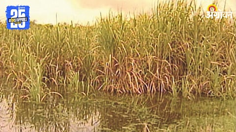 Sugarcane Crop Damage