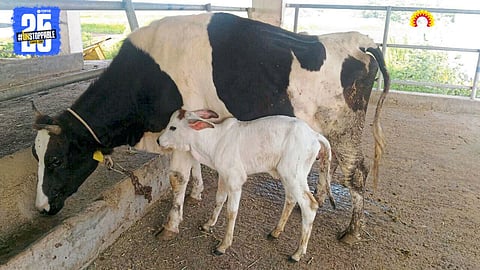 Animal Care