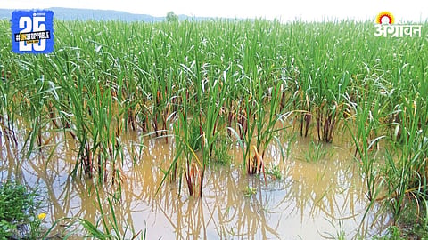 Sugarcane Crop Damage