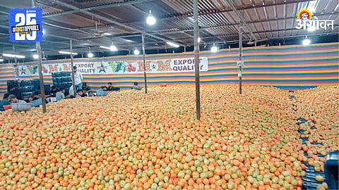 Tomato Market