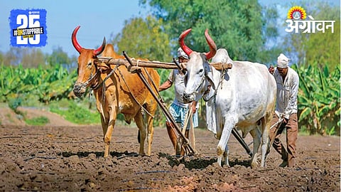 Rabi Season