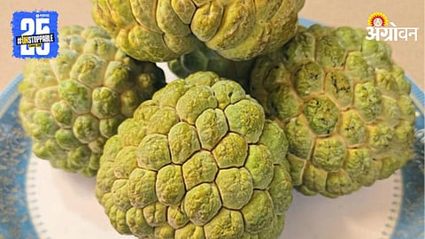 Custard Apple Variety
