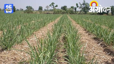 Chhatrapati Sugar Factory