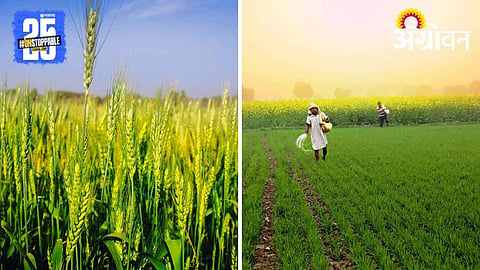 Wheat Cultivation