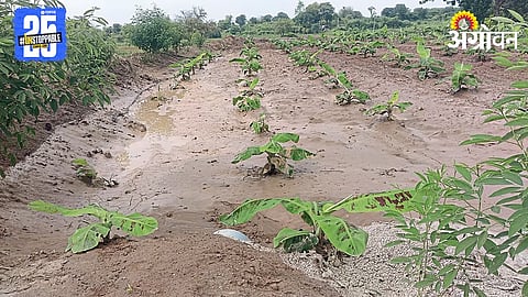 Crop Loss Relief