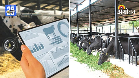 AI In Dairy Farming: ‘डेअरी फार्म ऑडिट’ महत्त्वाचे...