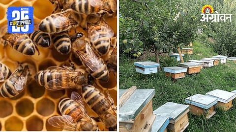 Honeybee Keeping