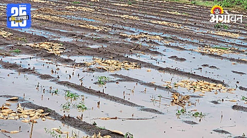 Crop Damage 