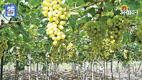 Grape Farmers