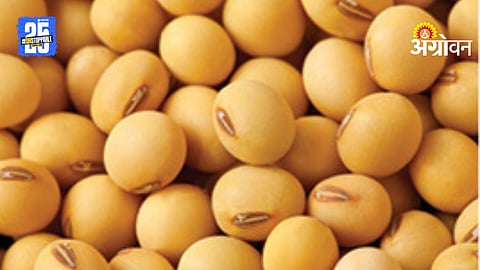 Soybean Procurement