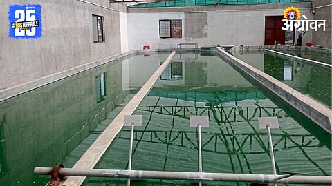 Spirulina 