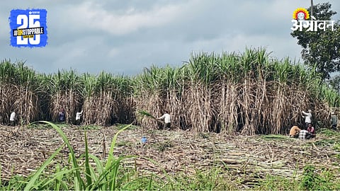 Sugarcane Farming
