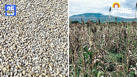 Crop Damage