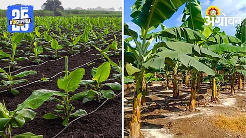 Banana Cultivation