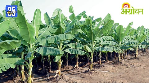 Banana Farmers