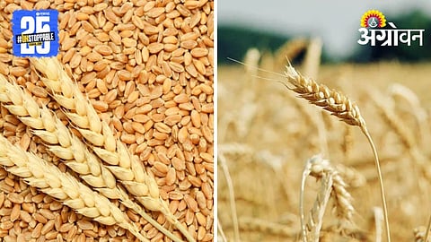 Dryland Wheat