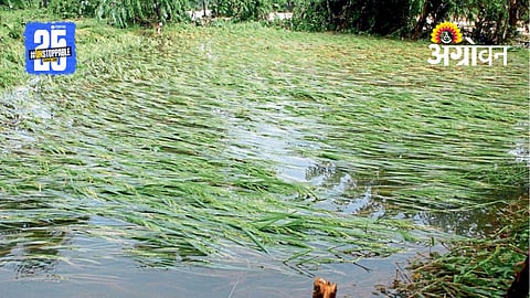 Paddy Harvest