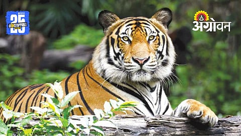 Chandrapur Tigers