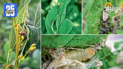 Pod Borer